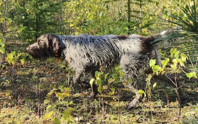 Nos chiens Griffon Korthals