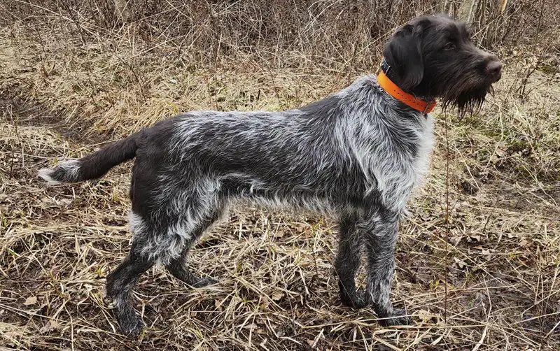 mozarella Griffon korthal femelle